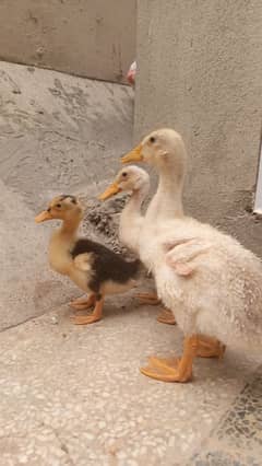 2 months Old Duckling Pair || 1 Months old Duckling Free || One Free