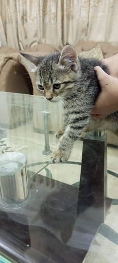 Fancy Cats available for sell