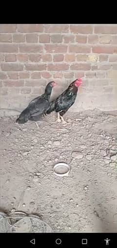 black murga ha and murgi