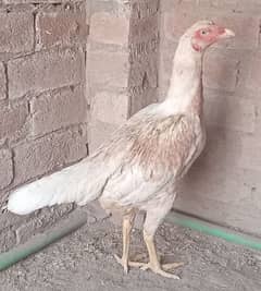 sindhi
