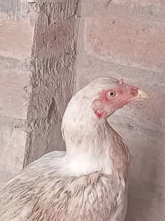 sindhi