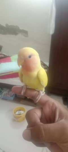 Lovebirds Lutino (Red Eyes)