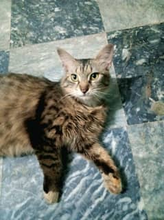 Persian Cat