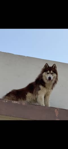 Husky