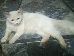 Persian Female Cat