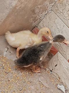 duckling pair for sale with cage