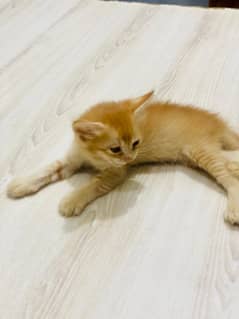 Persian Kitten for sale