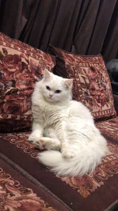 Persian
