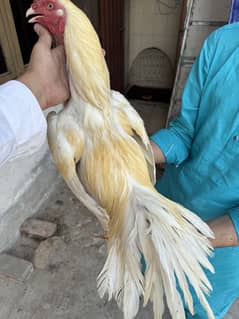 White Boska Aseel