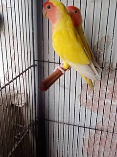Lotino