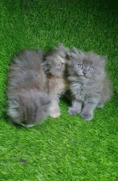 Persian