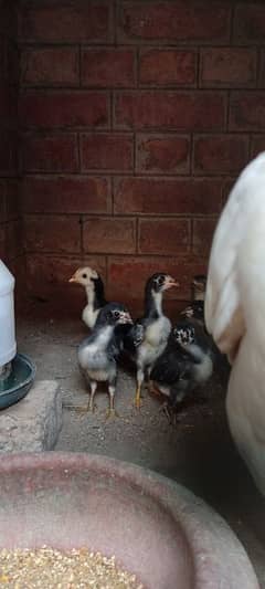Thai pakoye chicks Trf line imported
