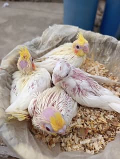 Cocktail chicks and adult for sale
