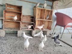 kabutar