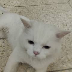 Persian cats  triple coated with blue eyes for Sale