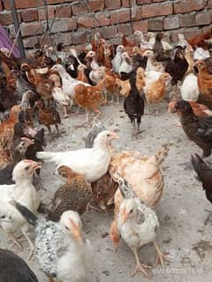 golden misri chicks for sale