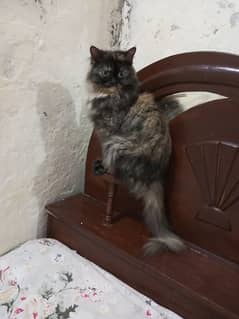 Persian