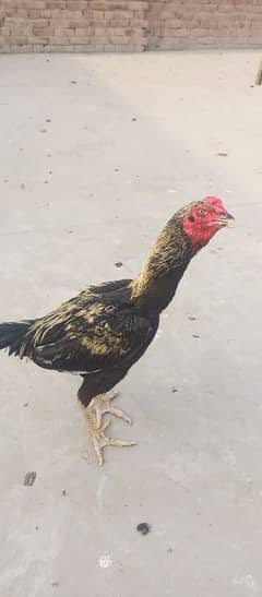 Aseel Hens