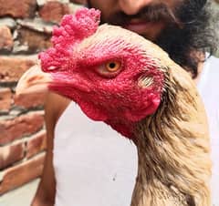 Indian Aseel & Barmi Aseel