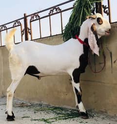 rajanpur