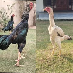 Aseel Shamoo | Shamoo Pair | Shamoo Murga | Japanese King O Shamo Hens