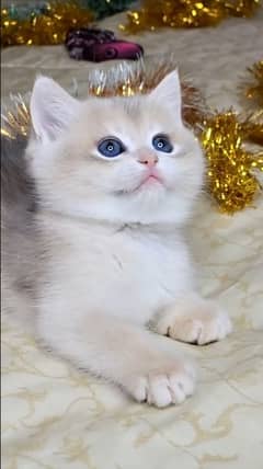 BRITISH SHORTHAIR KITTENS,RARE FAWN COLOR,DELIVERY AVAILABLE