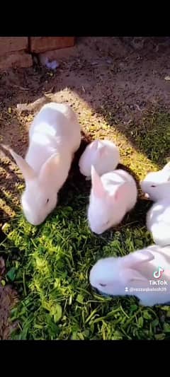 red eyes  mix colour rabbit for sale