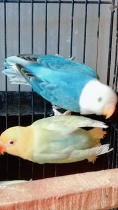 parblue