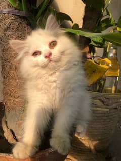 Persian