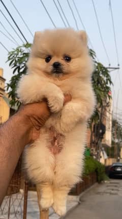 Pomeranian puppy