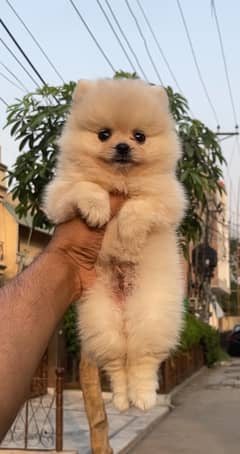 Pomeranian