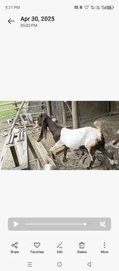 kamori Goat For sale