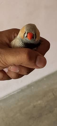 UNDERSIZE MALES (ENG LB & BC undersize)