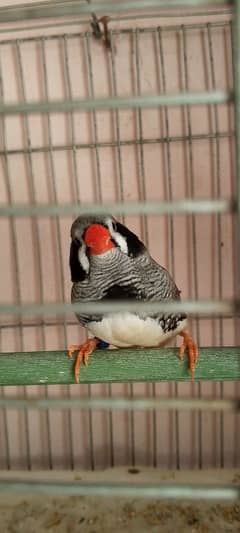 Black cheek male undersize