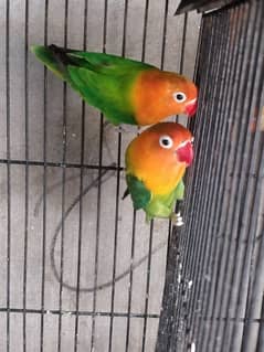 parrots