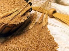 New wheat 2025. new Gandum available