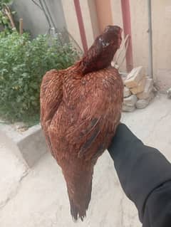 aseel