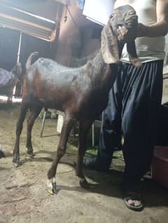 Barabra bakra nagin bakra donda