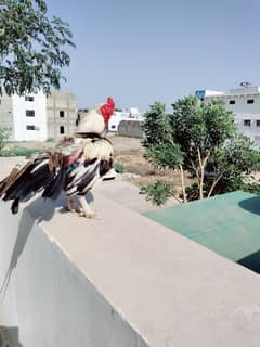 meerthi original