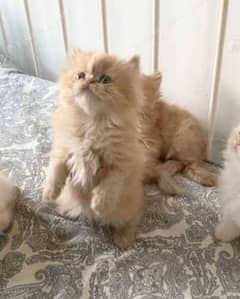 triple coated male kitten