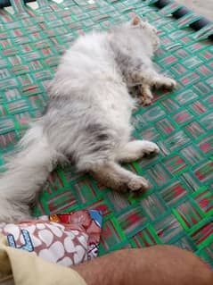 gar ki cats han bhot peyari hn trepal cats