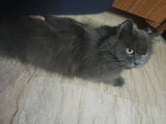 Persian