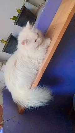 Persian cat pair only buyer contact kry  final hujygi price