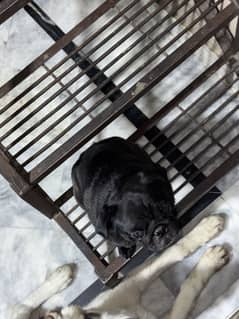 Pug