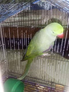 raw Parrot for sale