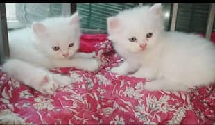 pair