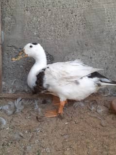 Duck