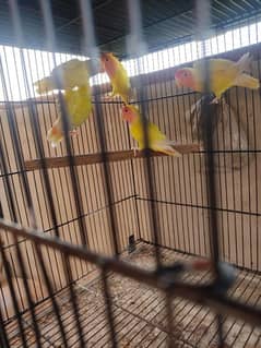lovebirds