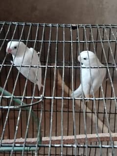 Albino