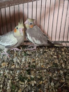 cocktail chicks for sale | Full healthy | Nail tail fly all ok